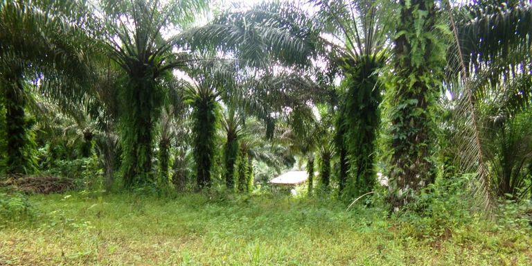  Une palmeraie écologique dans le village de Tayap, dans le centre du Cameroun