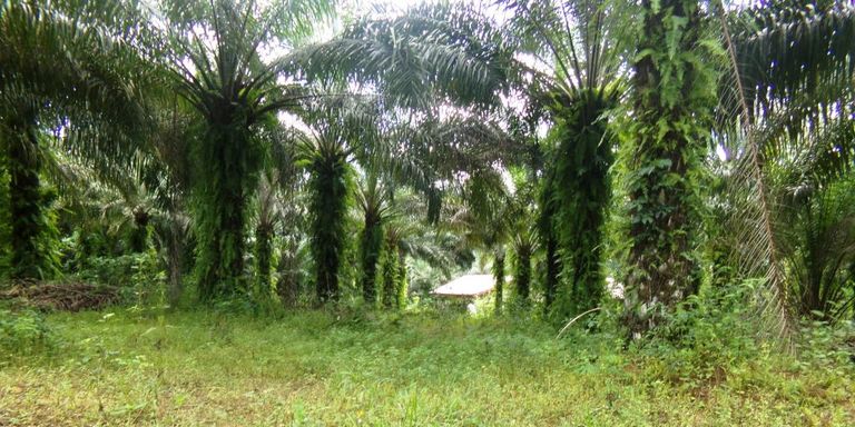 Une palmeraie écologique dans le village de Tayap, dans le centre du Cameroun Une palmeraie écologique dans le village de Tayap, dans le centre du Cameroun